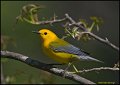 _1SB8609 prothonotary warbler